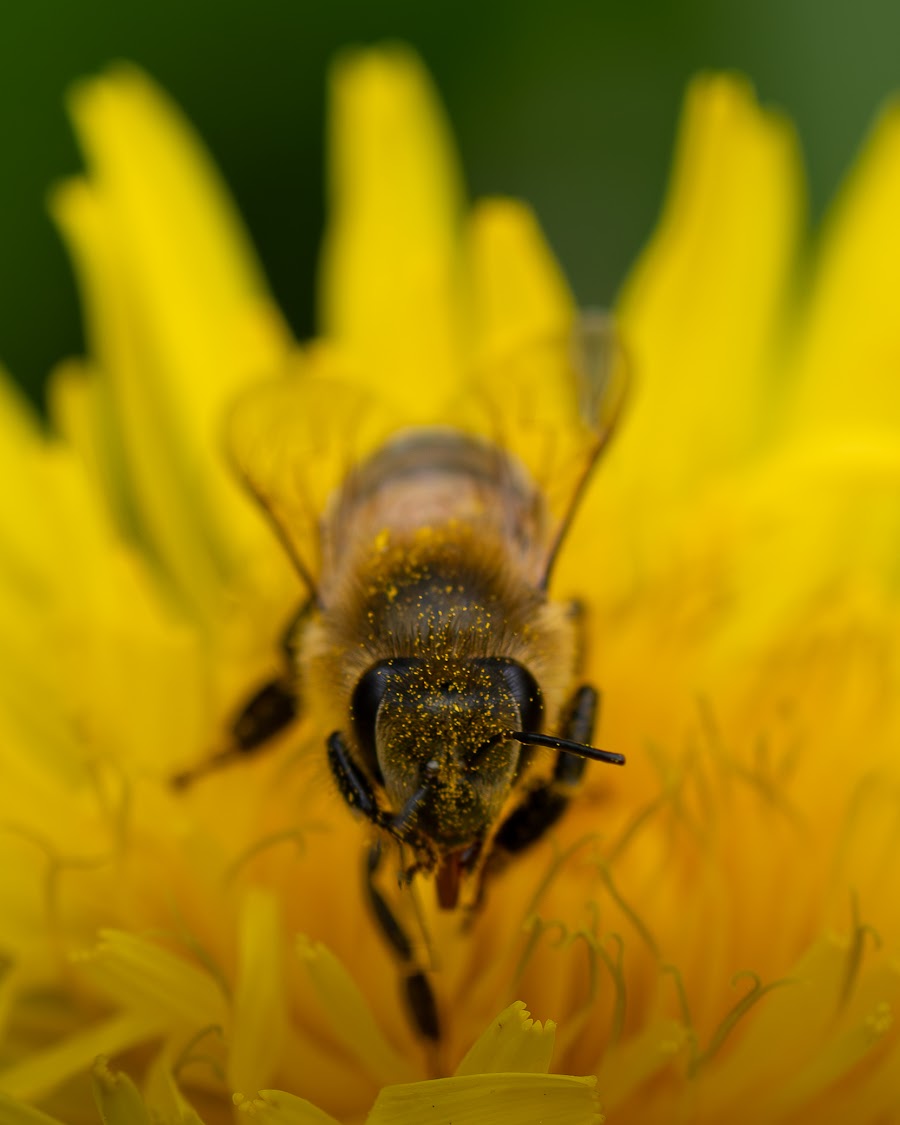 Ape su un fiore di tarassaco